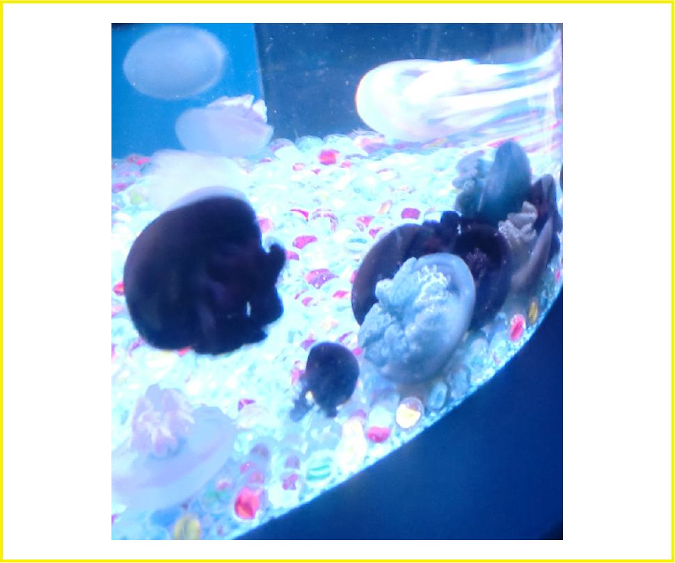 海外留学生保思い出イメージ画像3