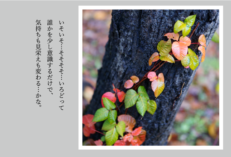 黒光りする幹を這う、色づいたツル植物の写真と詩